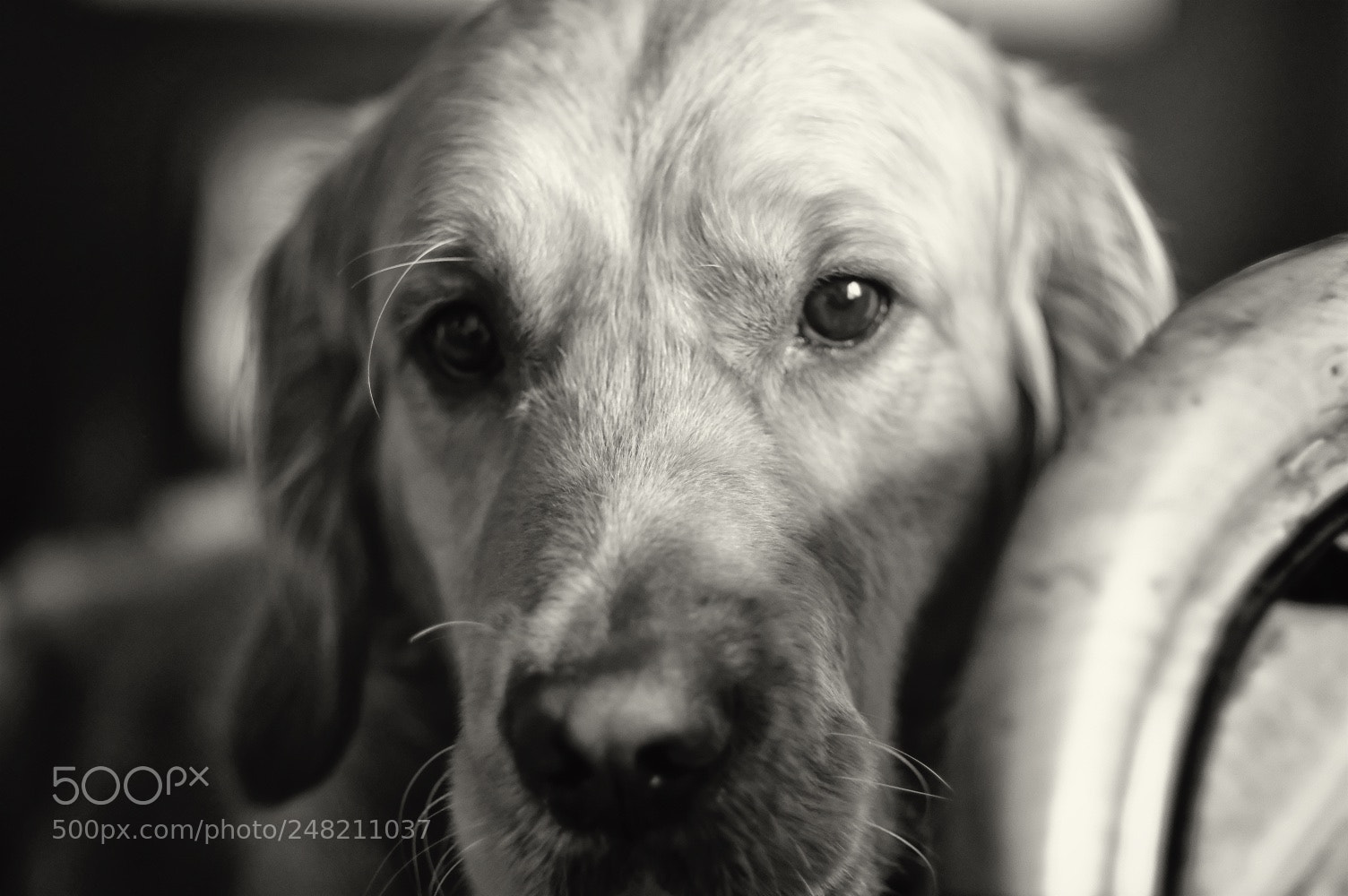 Fujifilm X-T2 sample photo. Lennox photography
