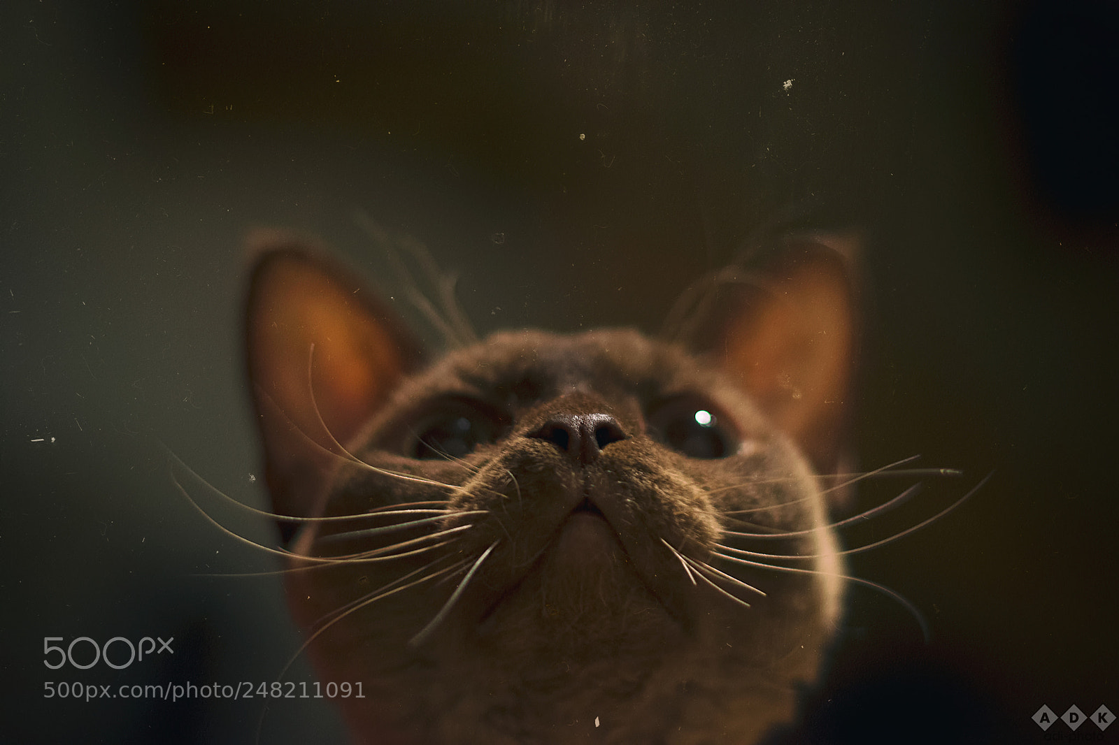 Nikon D7200 sample photo. Cat photography