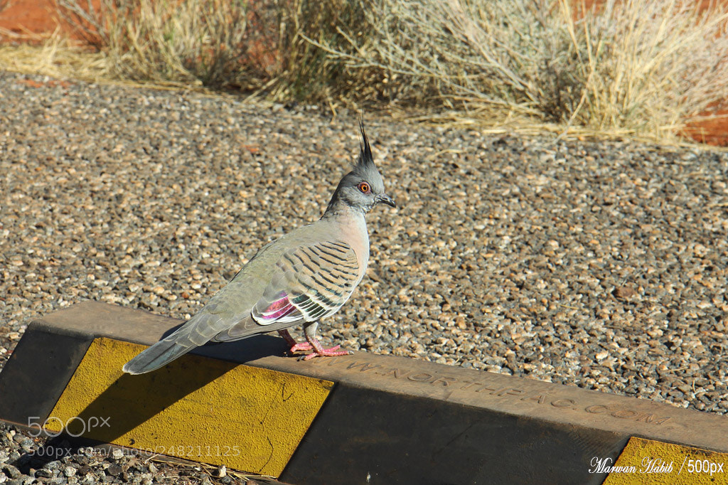 Canon EOS 50D sample photo. Australia - crested pigeon photography