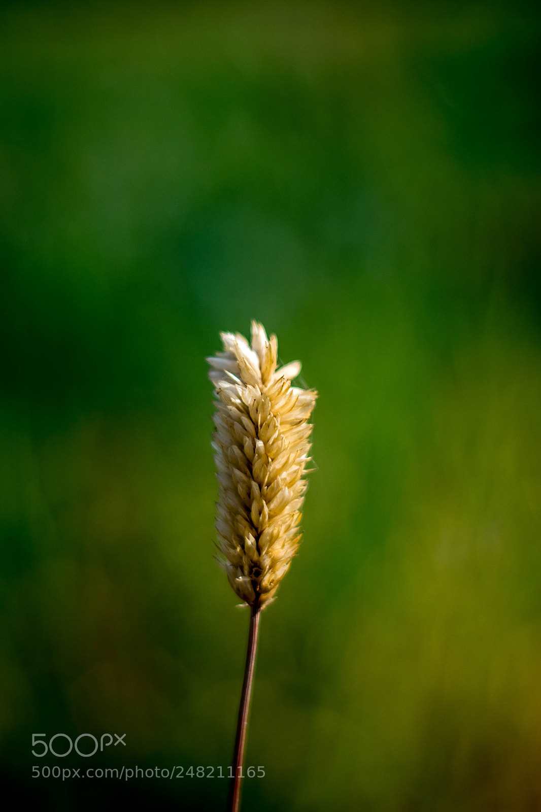 Nikon D5300 sample photo. Wild.. photography