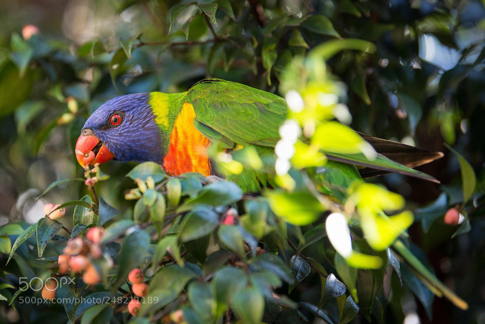 Nikon D600 sample photo. Lorichetto arcobaleno photography