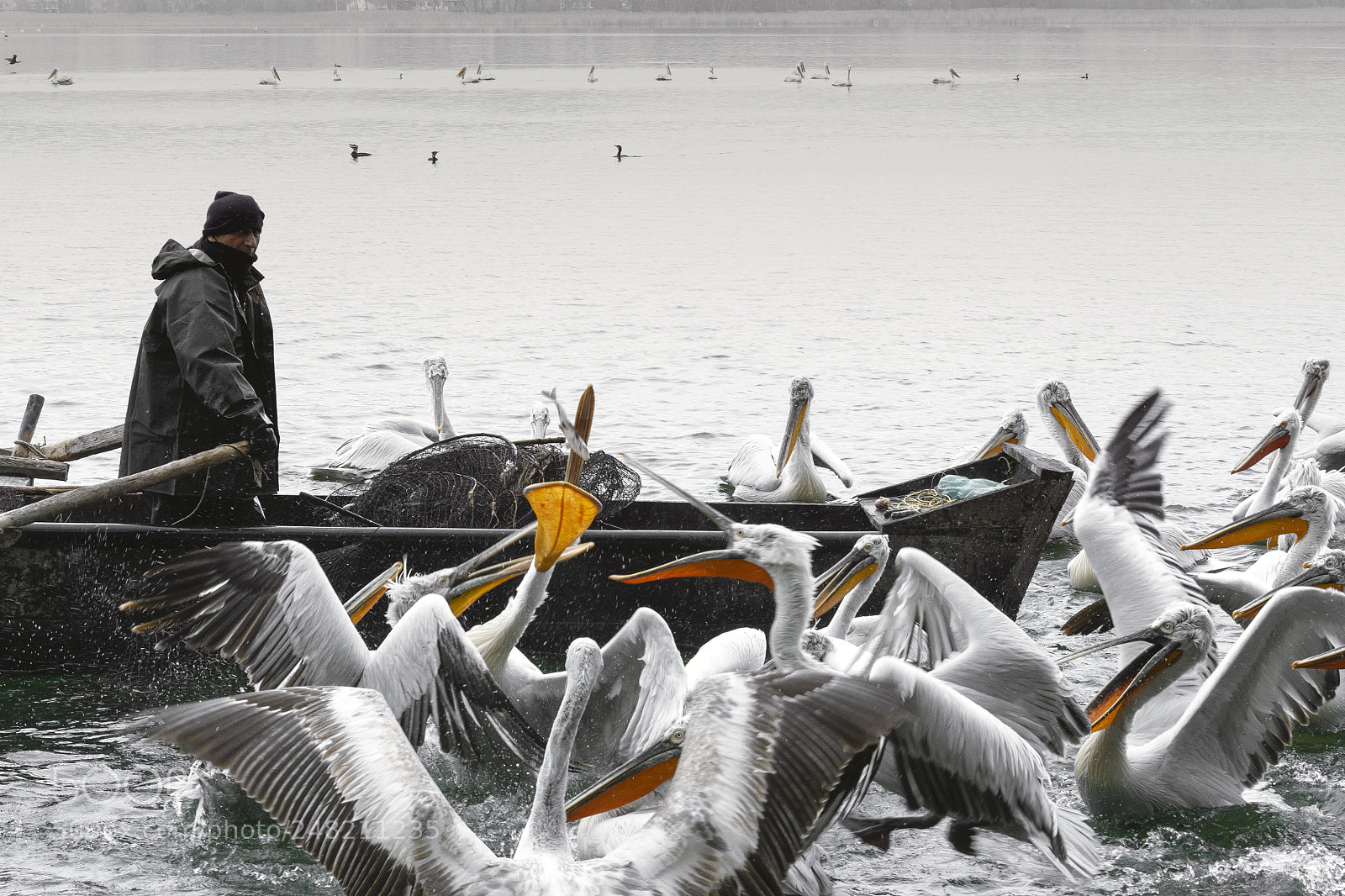 Nikon D7200 sample photo. The fish fight photography