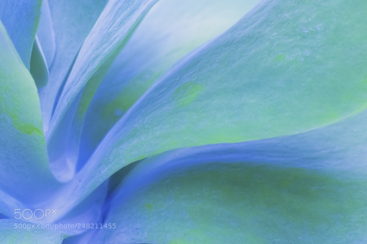 Nikon D90 sample photo. Succulent creates waves photography