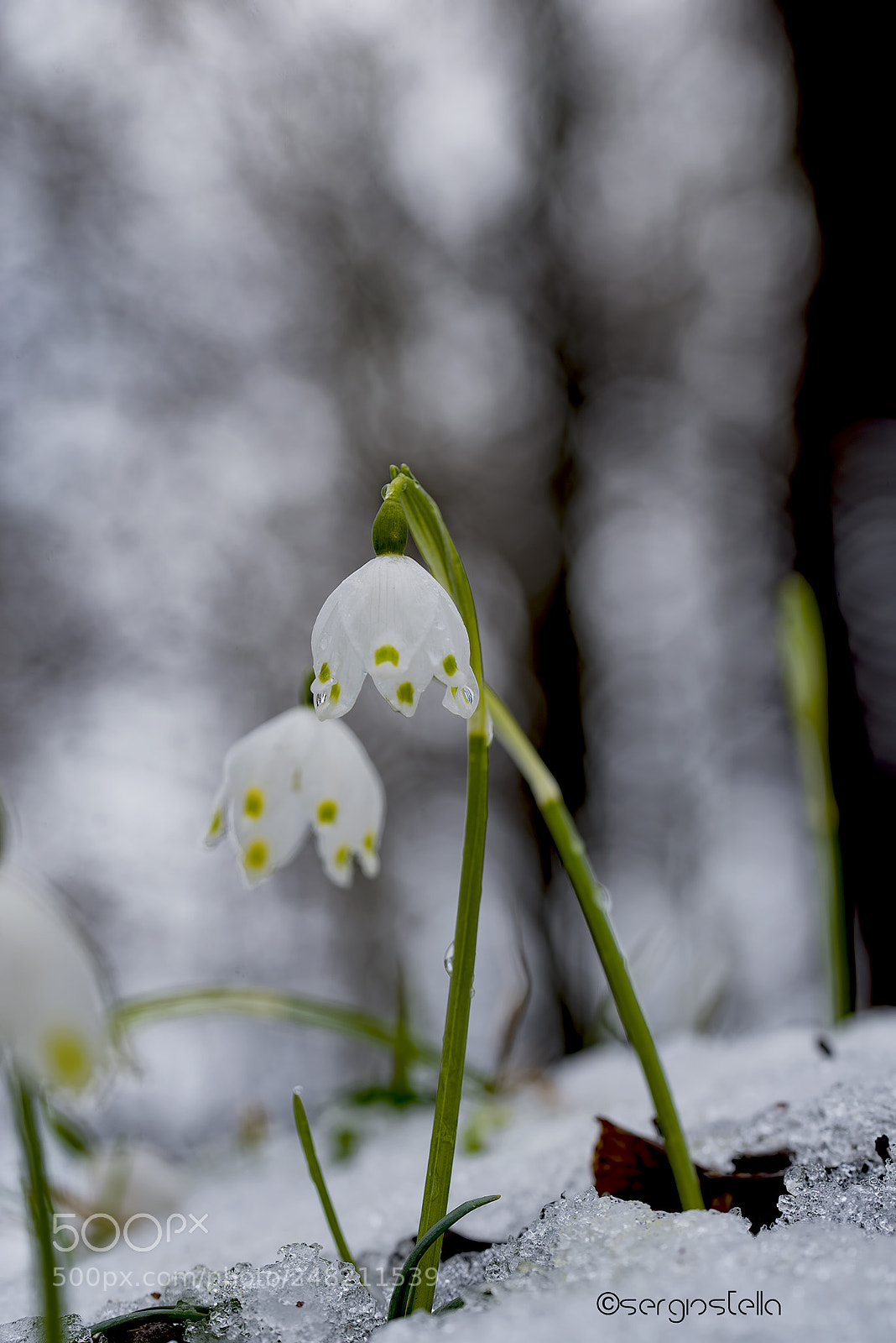 Nikon D610 sample photo. Leucojum vernum______ photography