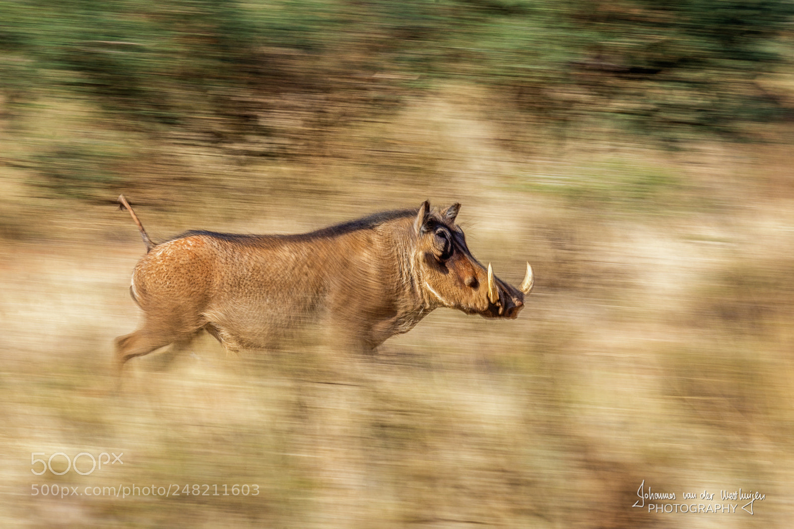 Nikon D7100 sample photo. Warthog at speed photography