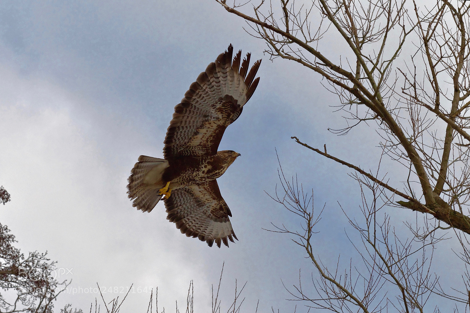 Nikon D500 sample photo. Untitled photography