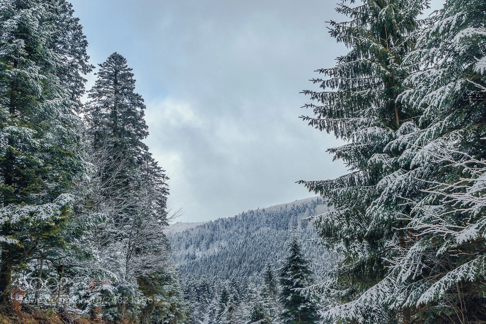 Sony a7R II sample photo. Walking through the snow photography