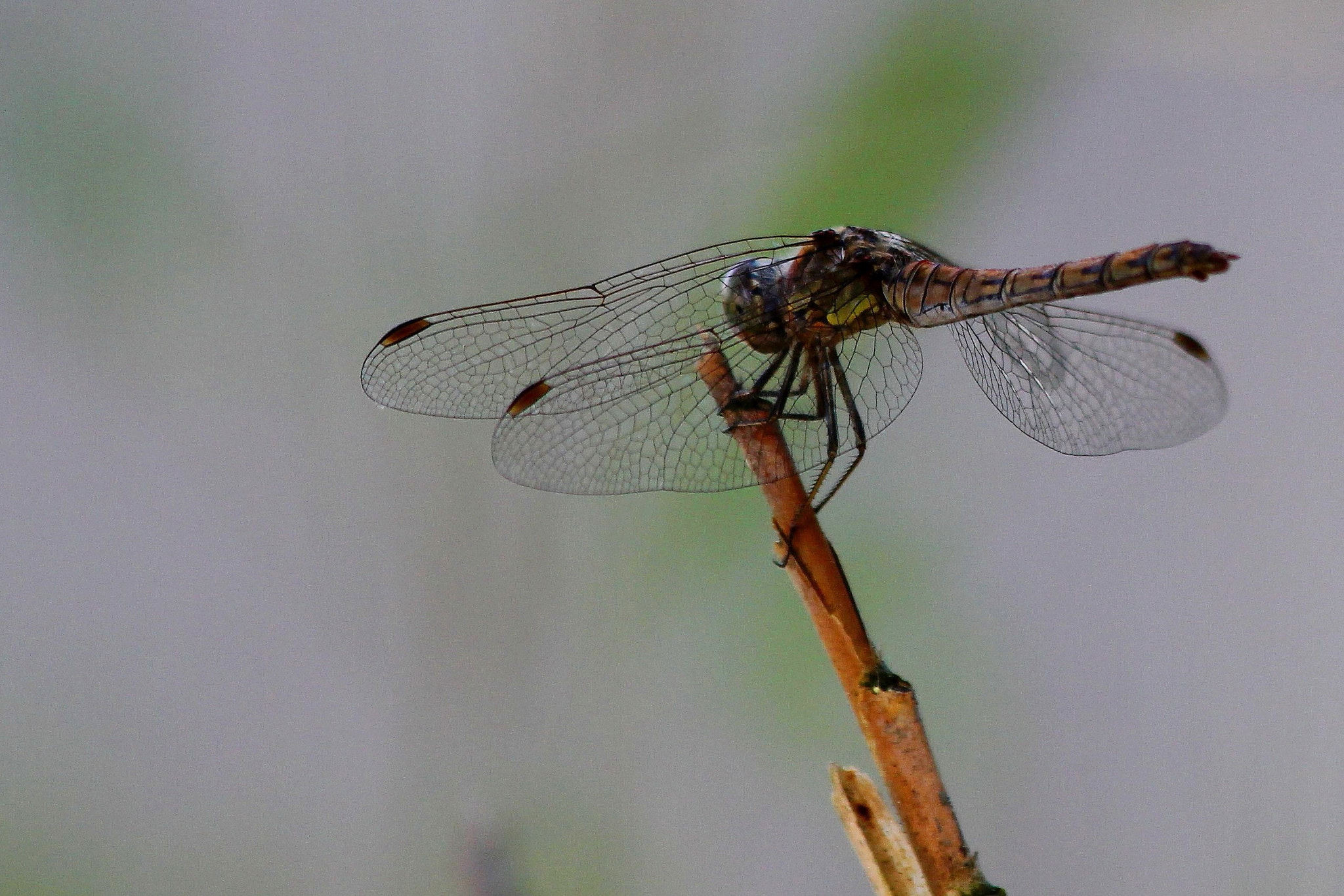 Canon EF 70-300mm F4-5.6 IS USM sample photo. Ara photography