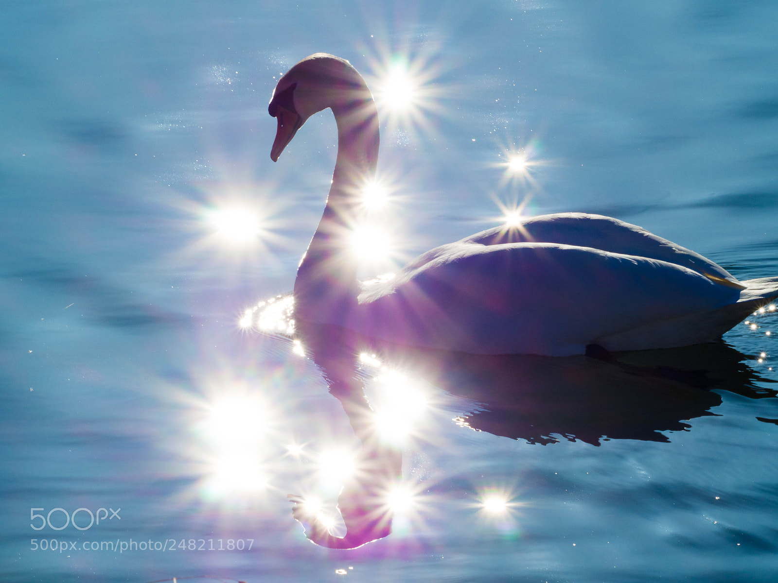 Olympus OM-D E-M10 sample photo. Glimmering swan photography