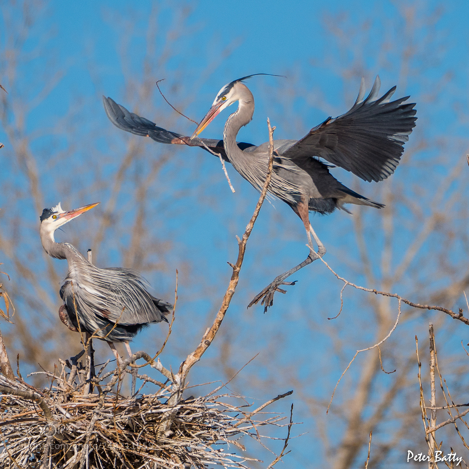 Panasonic Lumix DC-G9 sample photo. Great blue herons nesting photography