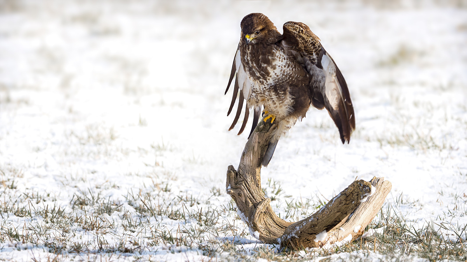 Panasonic Lumix DC-G9 sample photo. Common buzzard photography