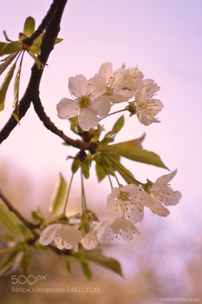 Nikon D3200 sample photo. Flores de invierno photography