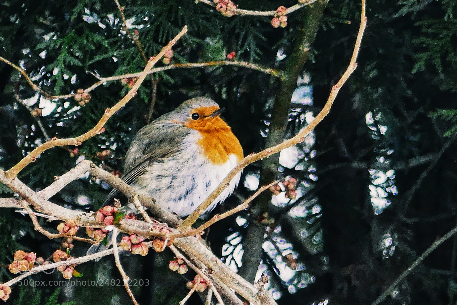 Panasonic Lumix DMC-ZS100 (Lumix DMC-TZ100) sample photo. Small birdie photography