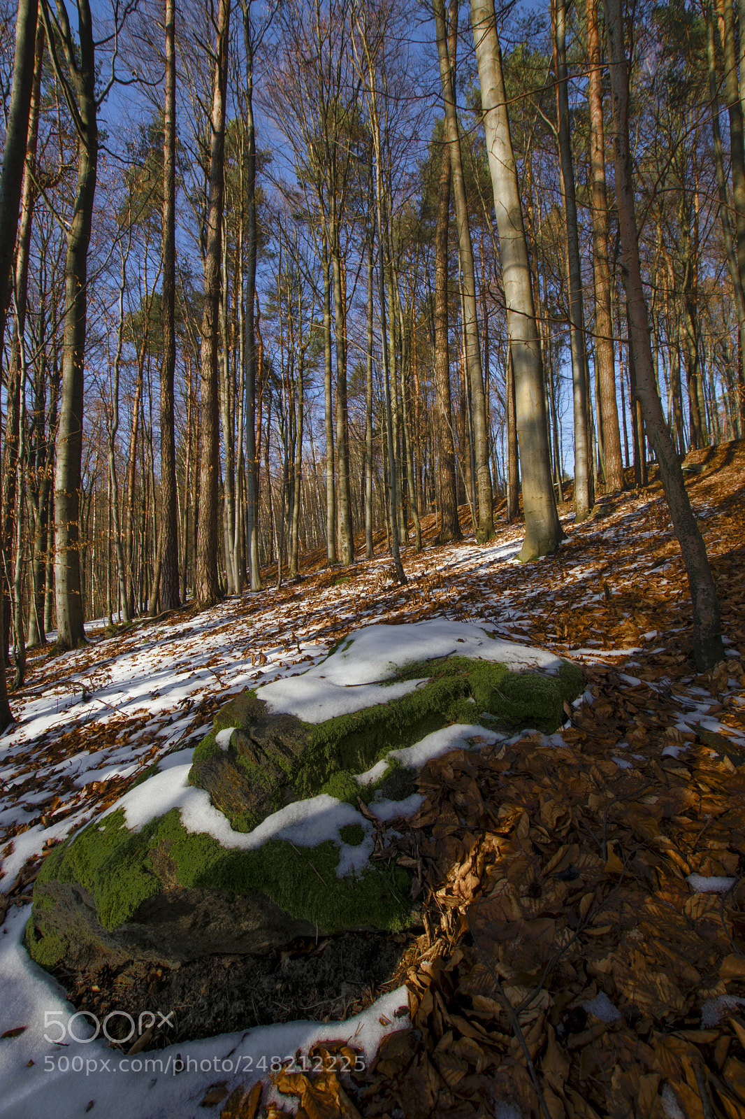 Sony ILCA-77M2 sample photo. Last snow photography