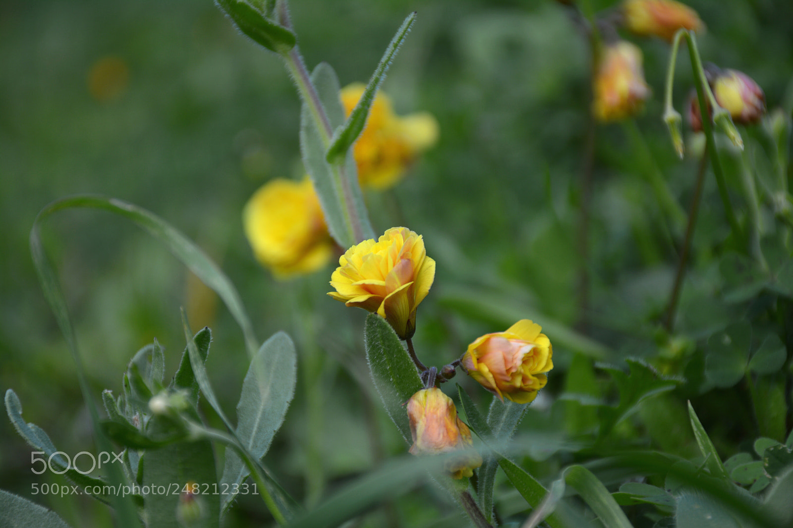 Nikon D5200 sample photo. Little yellow flowers photography
