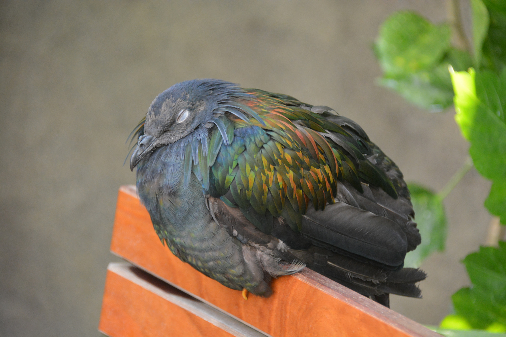 Nikon D5200 sample photo. Nicobar pigeon, 2015 photography