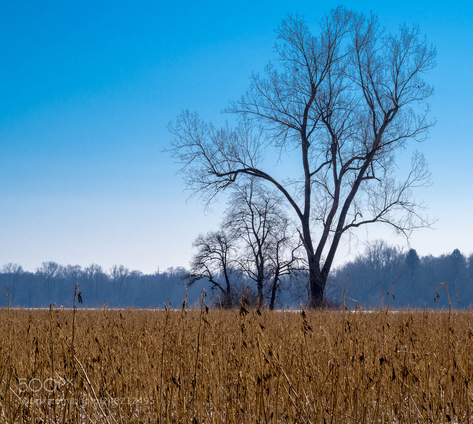 Olympus OM-D E-M10 sample photo. Winter wheat photography