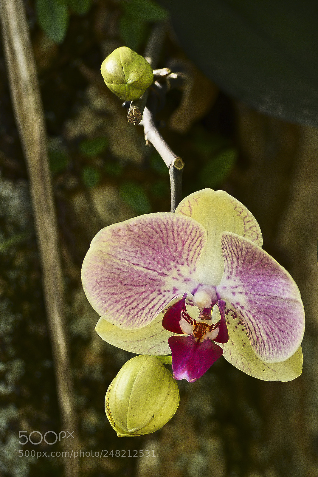 Nikon D7100 sample photo. Bem de perto. photography