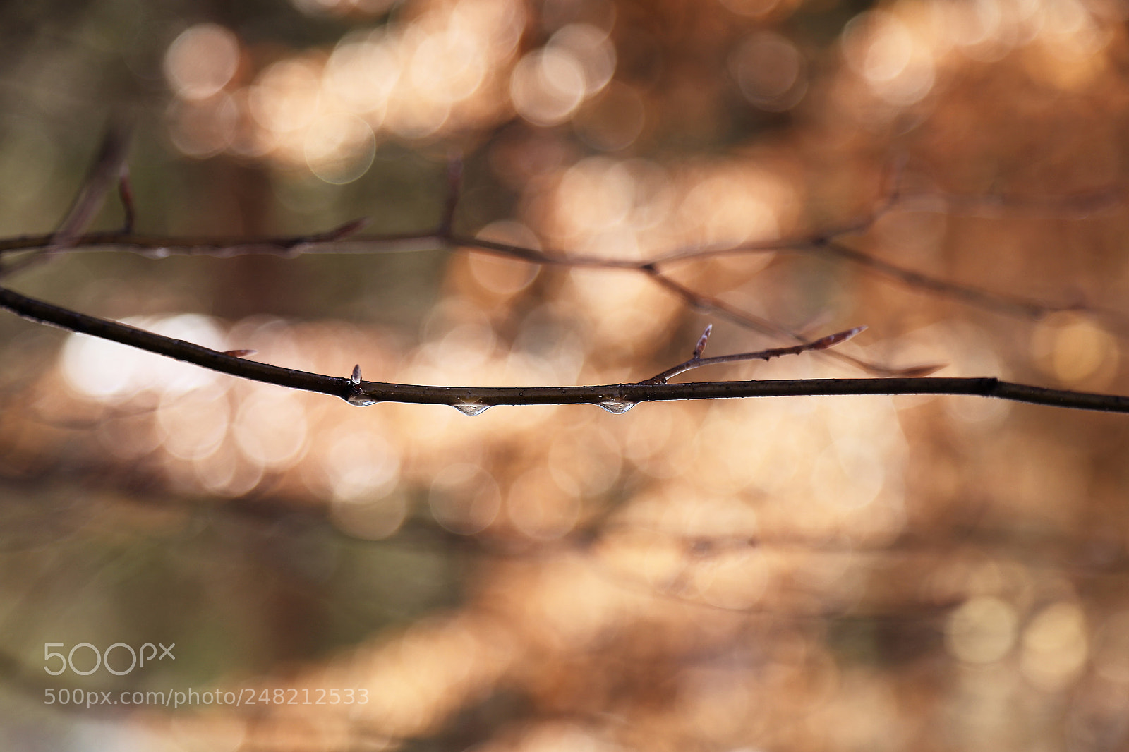 Canon EOS 6D Mark II sample photo. Winter drops photography