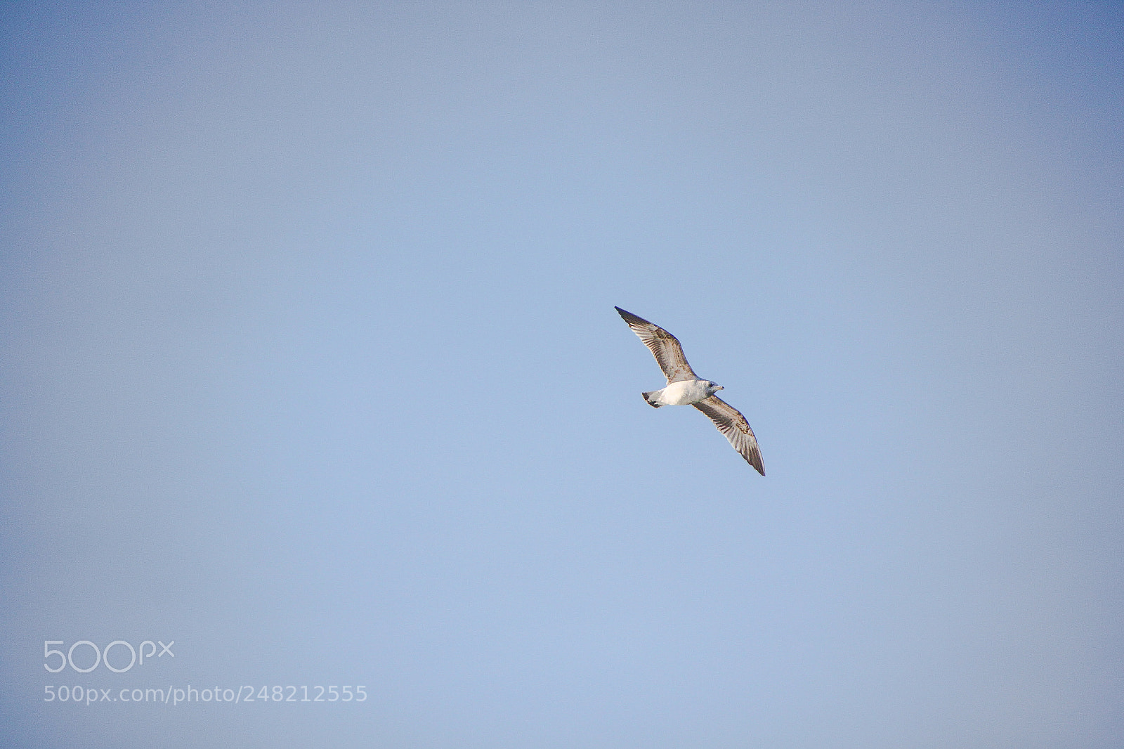 Canon EOS 500D (EOS Rebel T1i / EOS Kiss X3) sample photo. Seagull photography