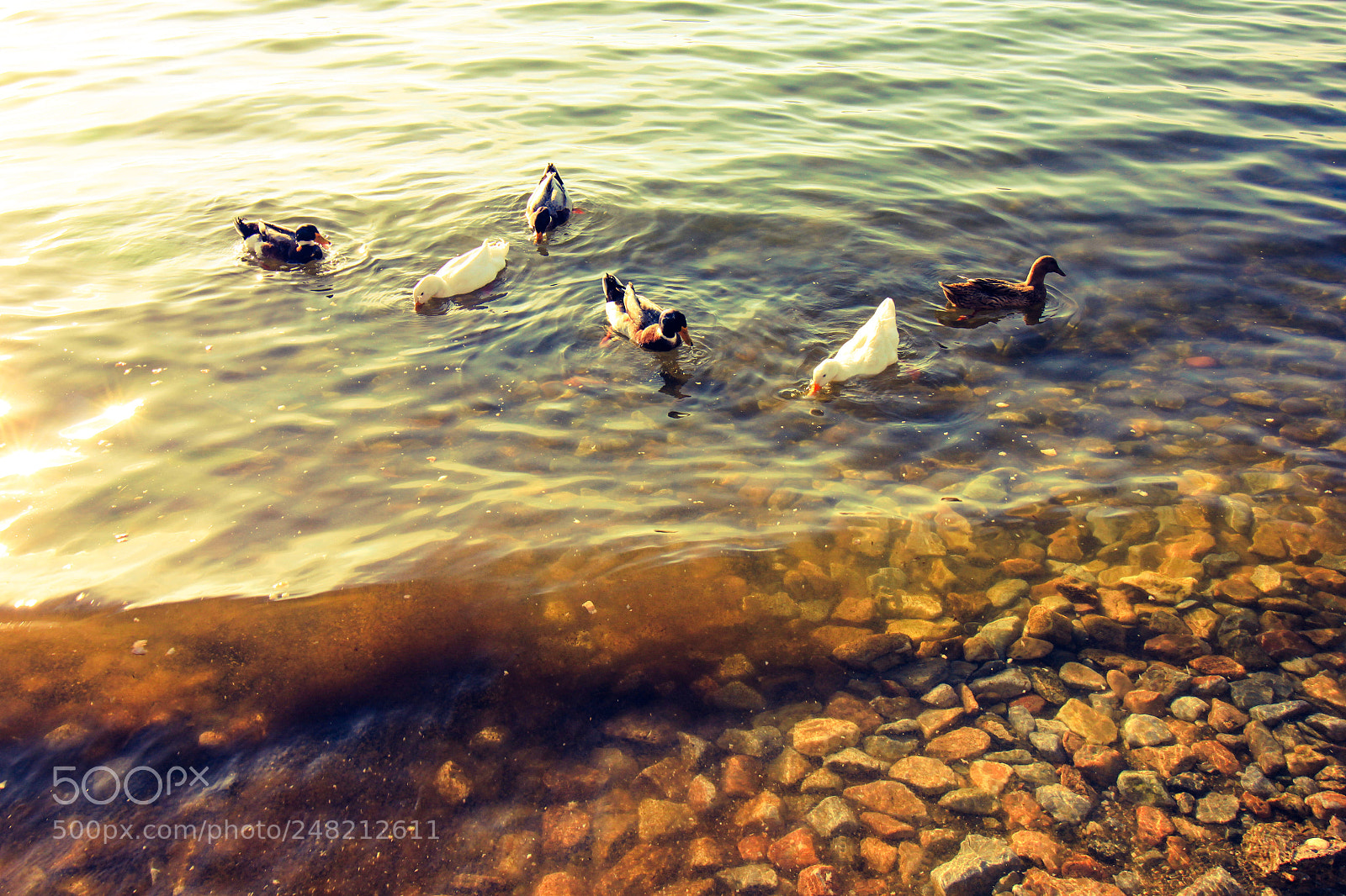 Canon EOS 500D (EOS Rebel T1i / EOS Kiss X3) sample photo. Duck photography