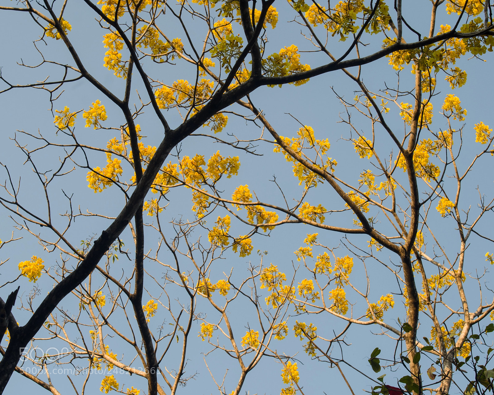 Pentax K-50 sample photo. Spring veins photography