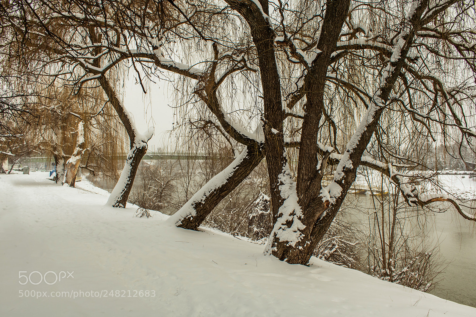 Canon EOS 750D (EOS Rebel T6i / EOS Kiss X8i) sample photo. Trees in winter photography