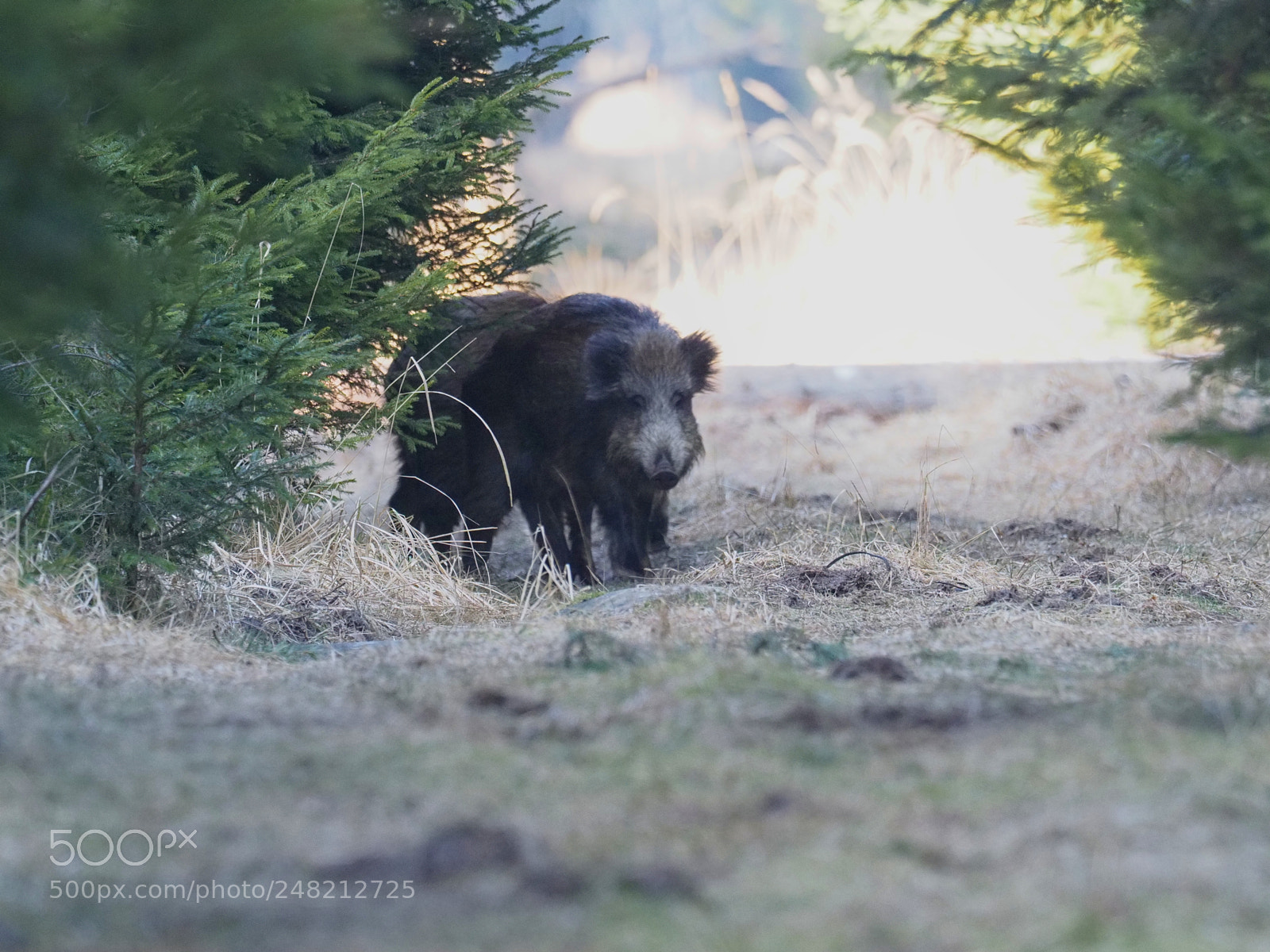 Olympus OM-D E-M1 Mark II sample photo. Wildlife, boars in the photography