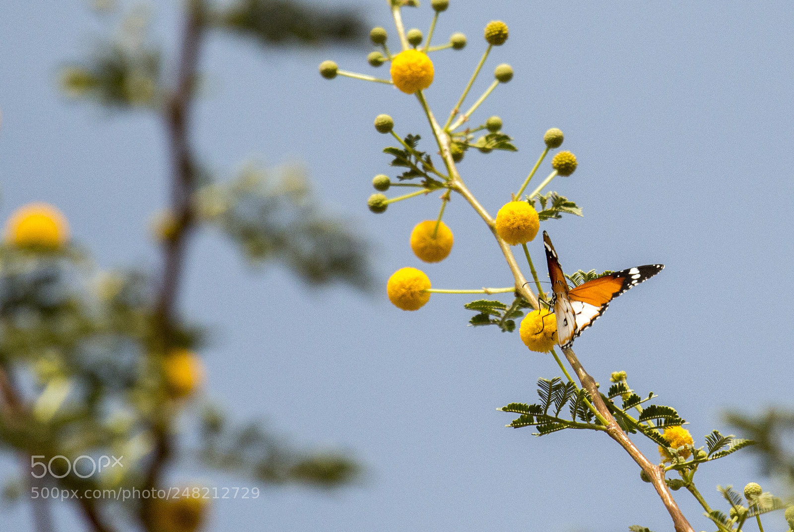 Canon EOS 70D sample photo. African monarch " danaus chrysiopus " photography