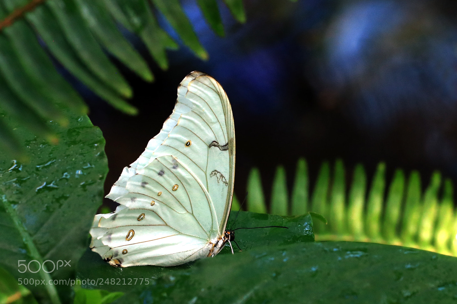 Canon EOS 760D (EOS Rebel T6s / EOS 8000D) sample photo. White morpho photography