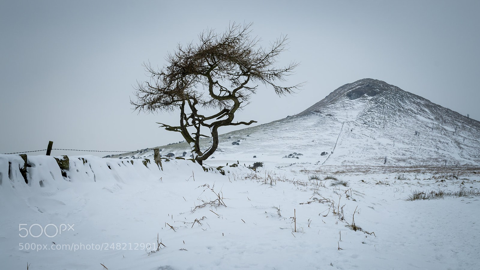 Nikon D3100 sample photo. The lone tree at photography