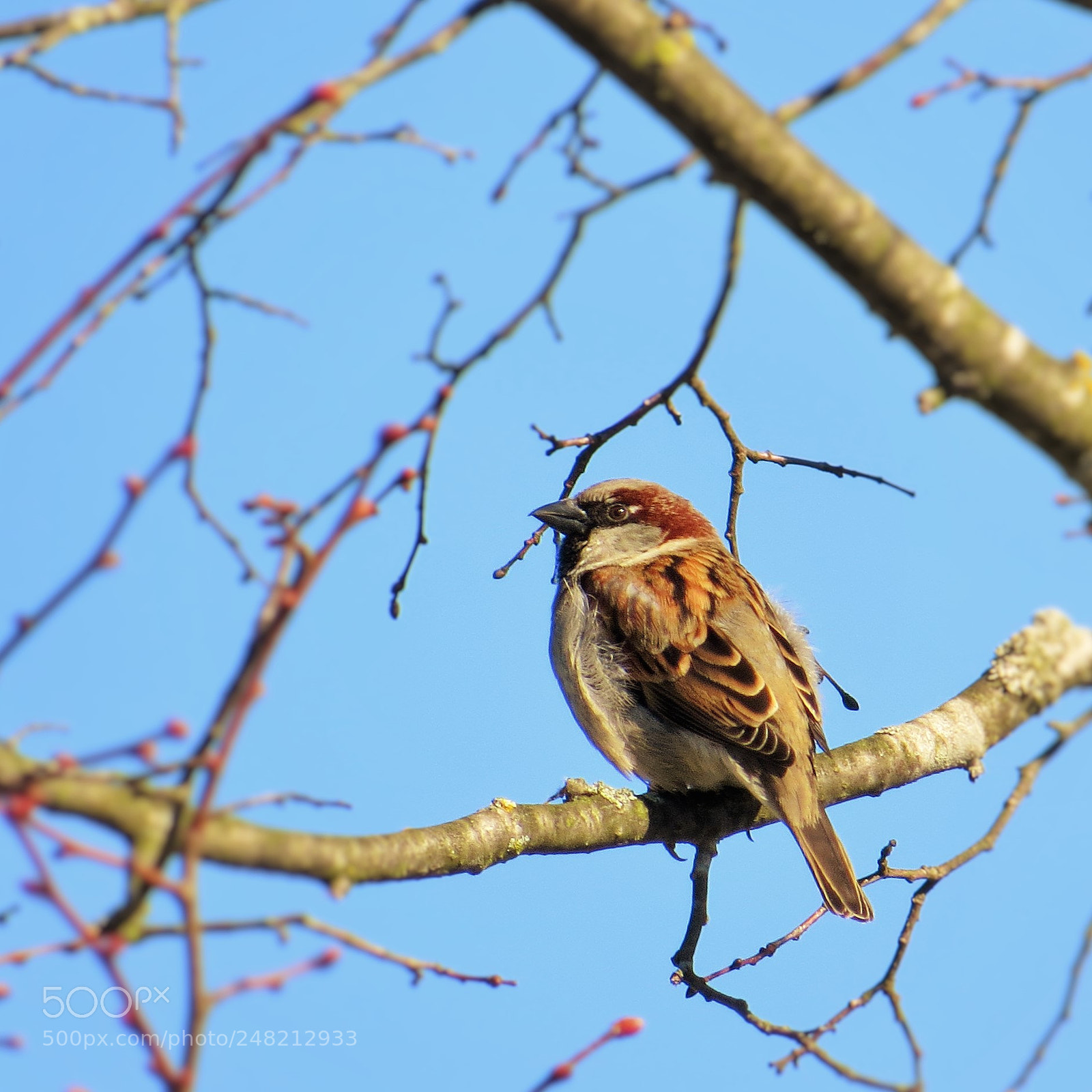 Canon PowerShot SX50 HS sample photo. Sparrow in the winter photography
