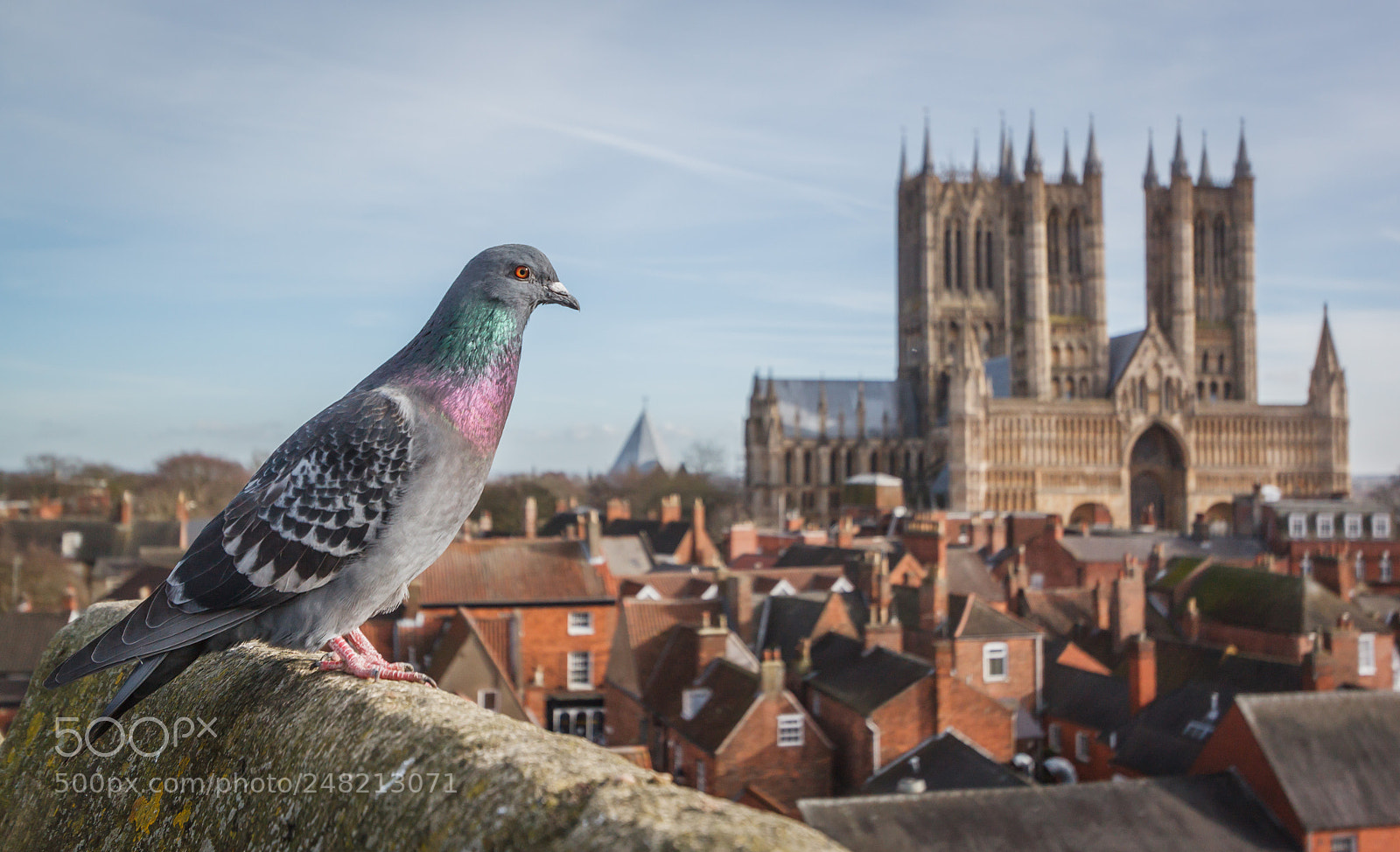 Canon EOS 500D (EOS Rebel T1i / EOS Kiss X3) sample photo. Pigeon into religion photography