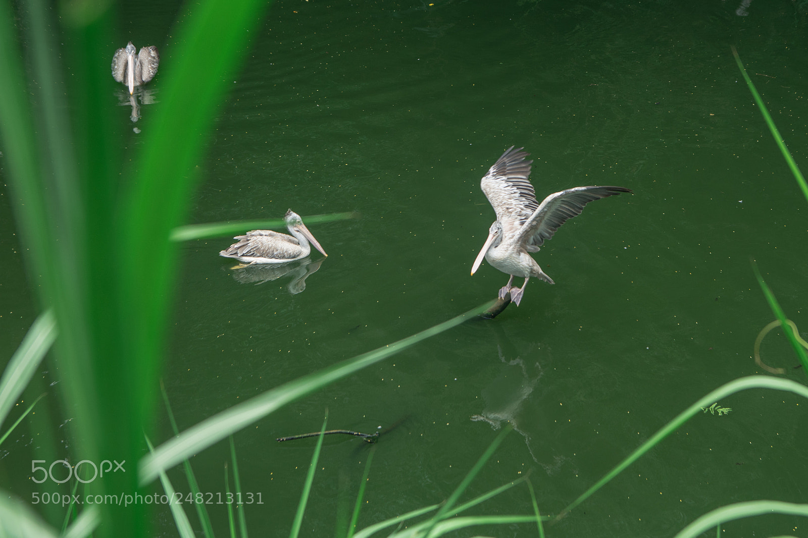 Nikon D3400 sample photo. Balance photography