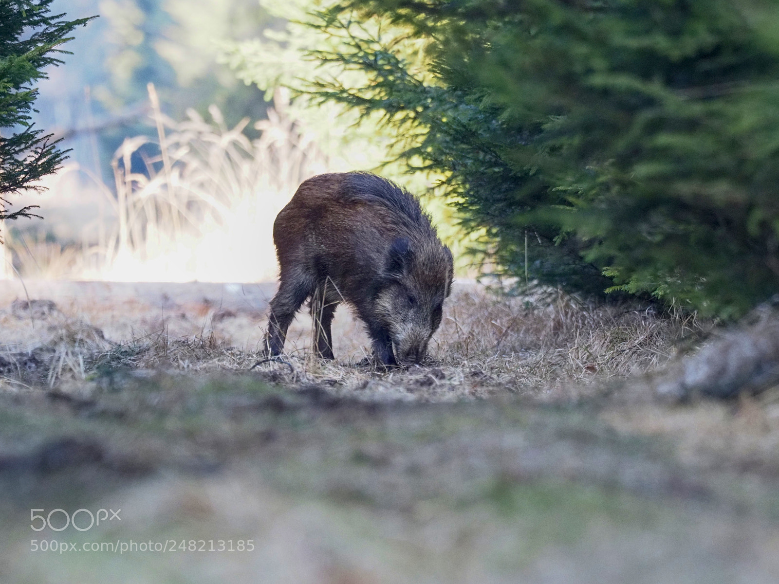 Olympus OM-D E-M1 Mark II sample photo. Wildlife, pig in the photography