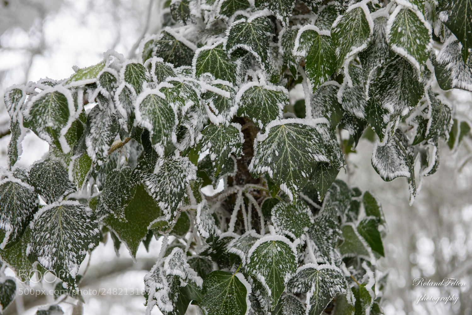 Nikon D810 sample photo. Winter ivy photography