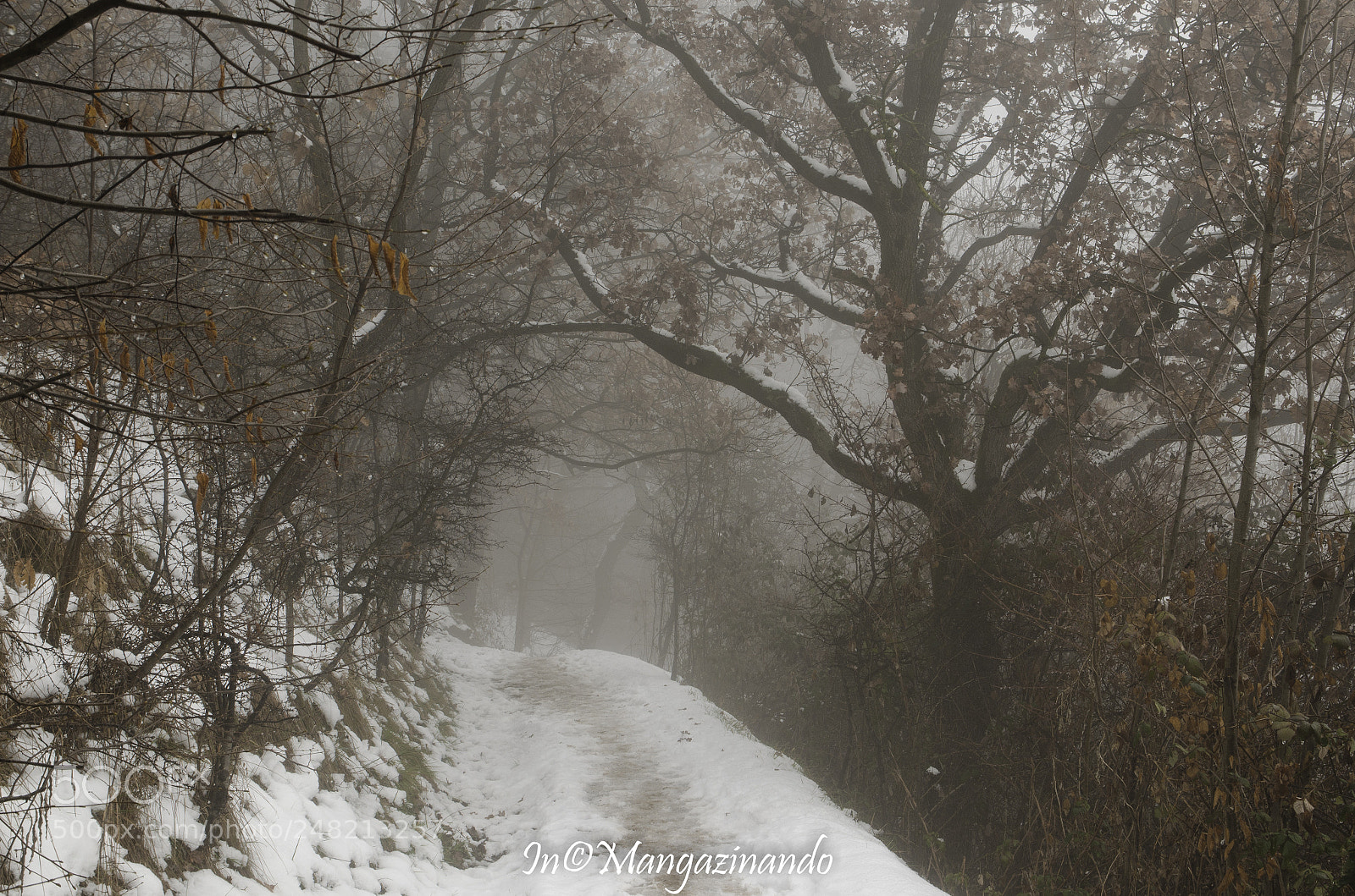Nikon D5100 sample photo. Footpath photography