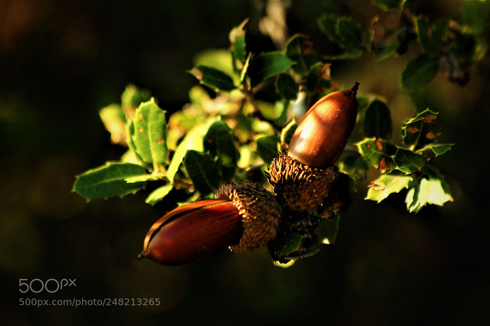 Canon EOS 60D sample photo. Nut photography