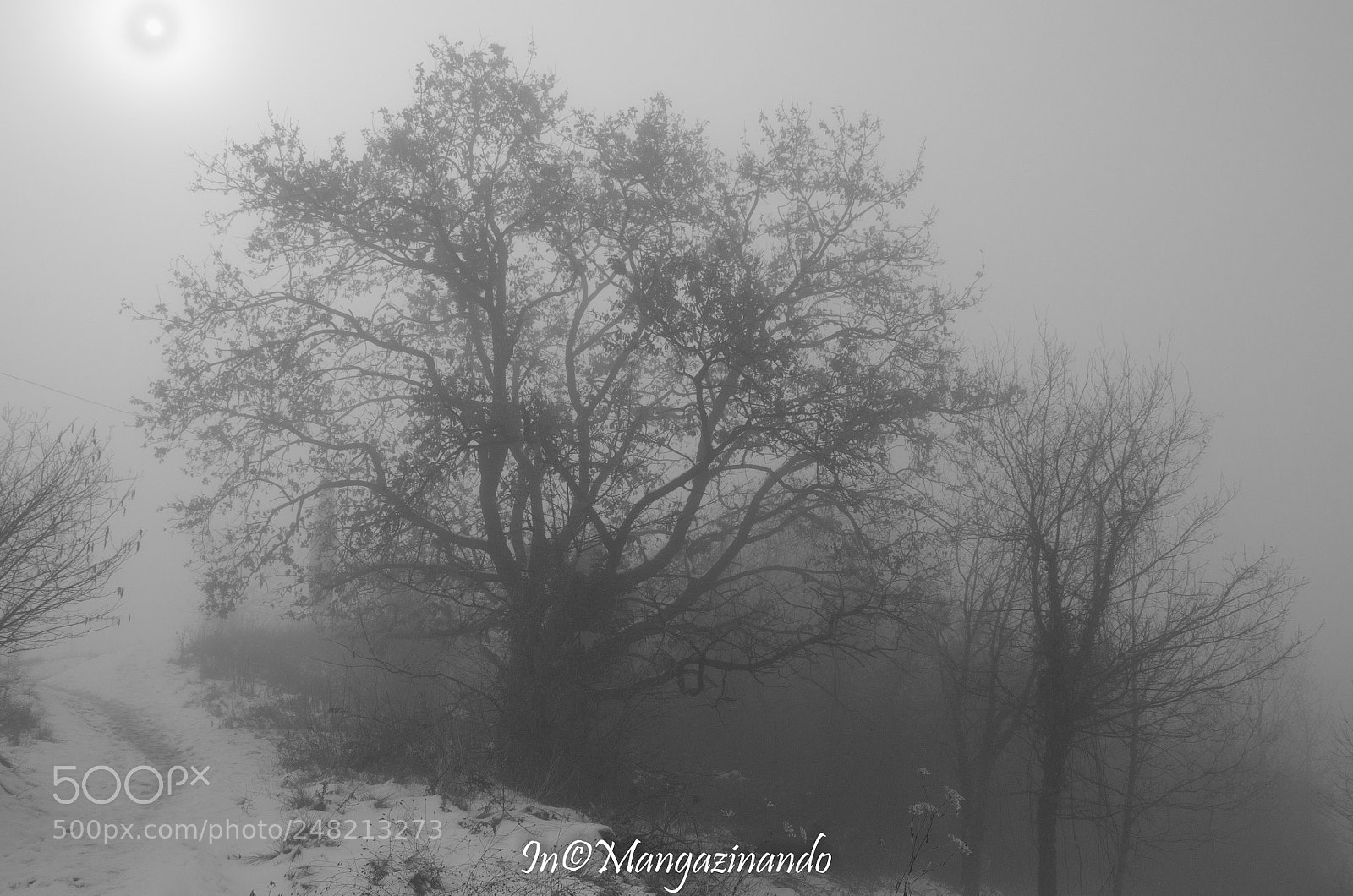 Nikon D5100 sample photo. Nebbie photography