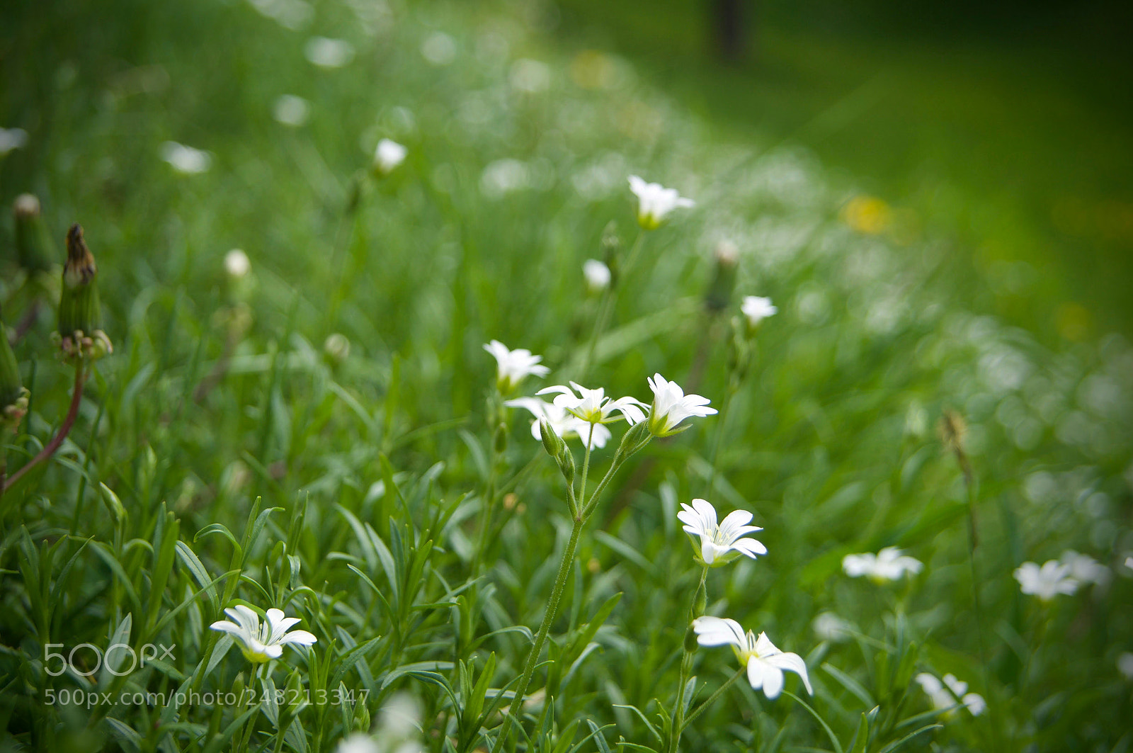 Sony SLT-A57 sample photo. Chamomiles photography