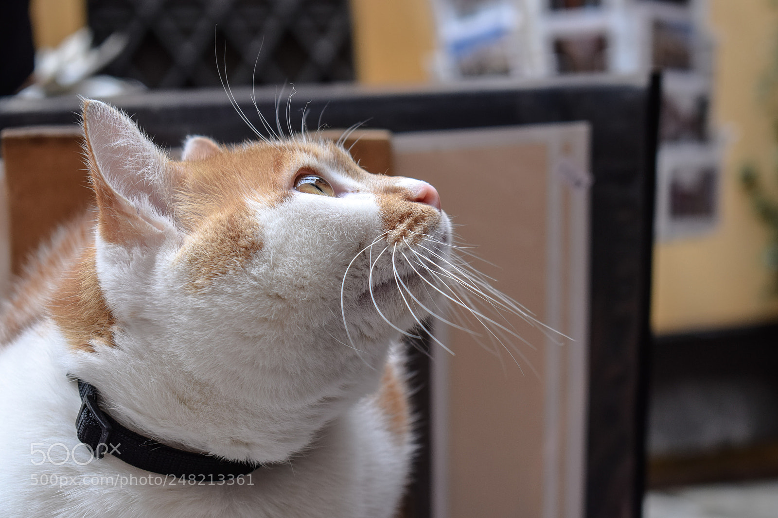 Nikon D5300 sample photo. Untitled photography