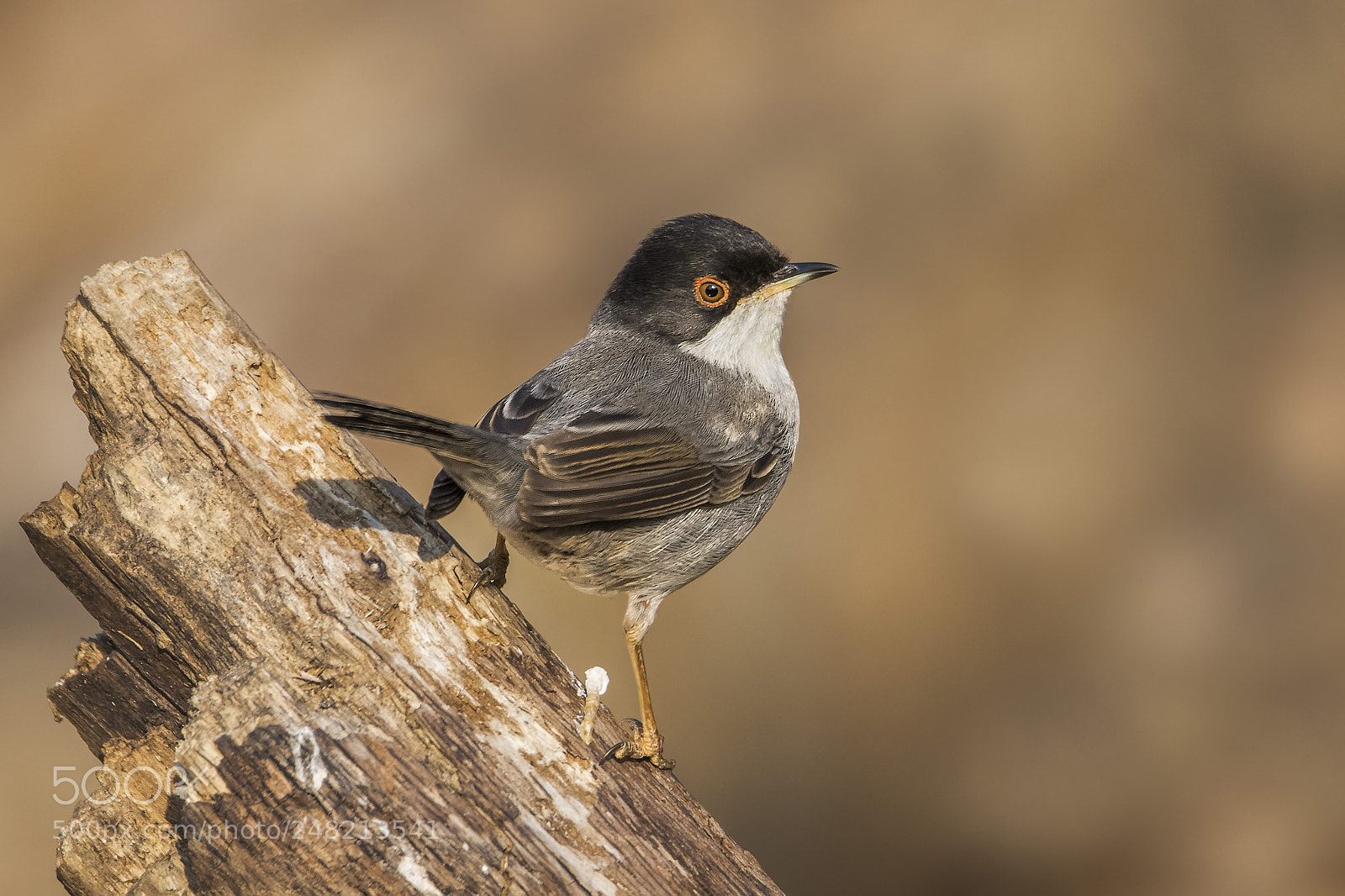 Canon EOS 7D Mark II sample photo. ..occhiocotto.. photography