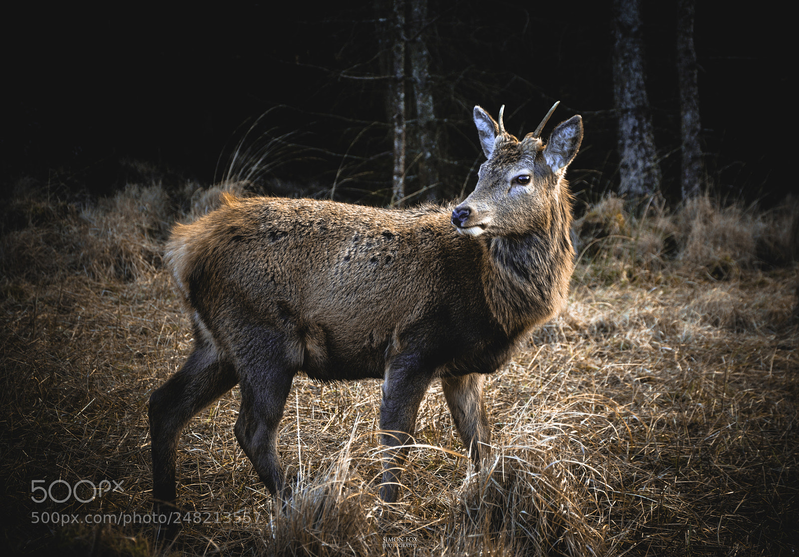 Nikon D7100 sample photo. Buck photography