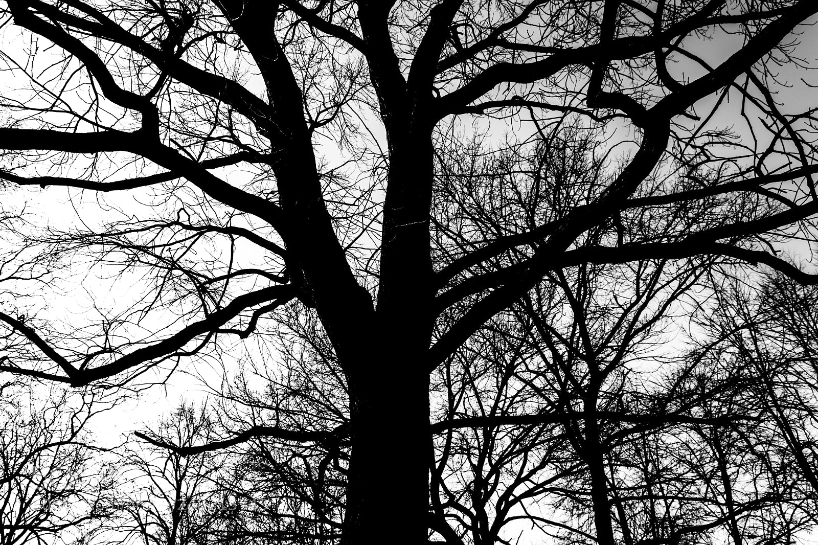 Nikon D7200 sample photo. Tree photography