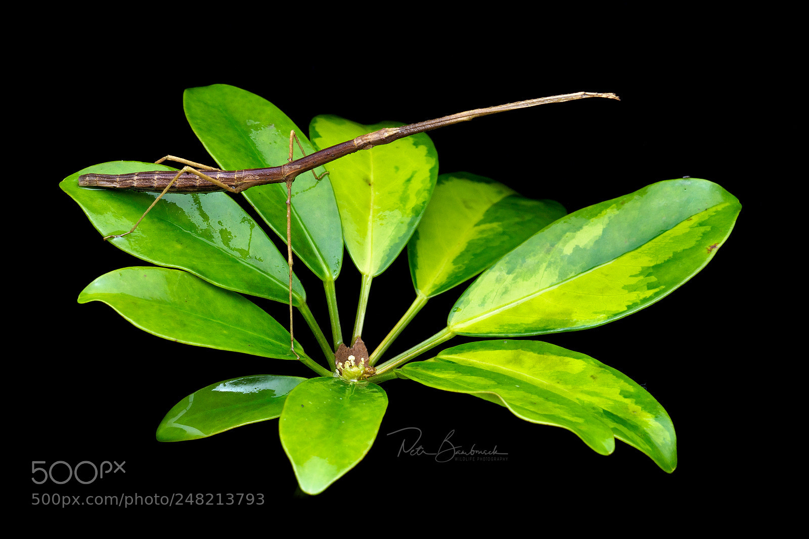 Olympus OM-D E-M1 Mark II sample photo. Stick insect | ecuador photography