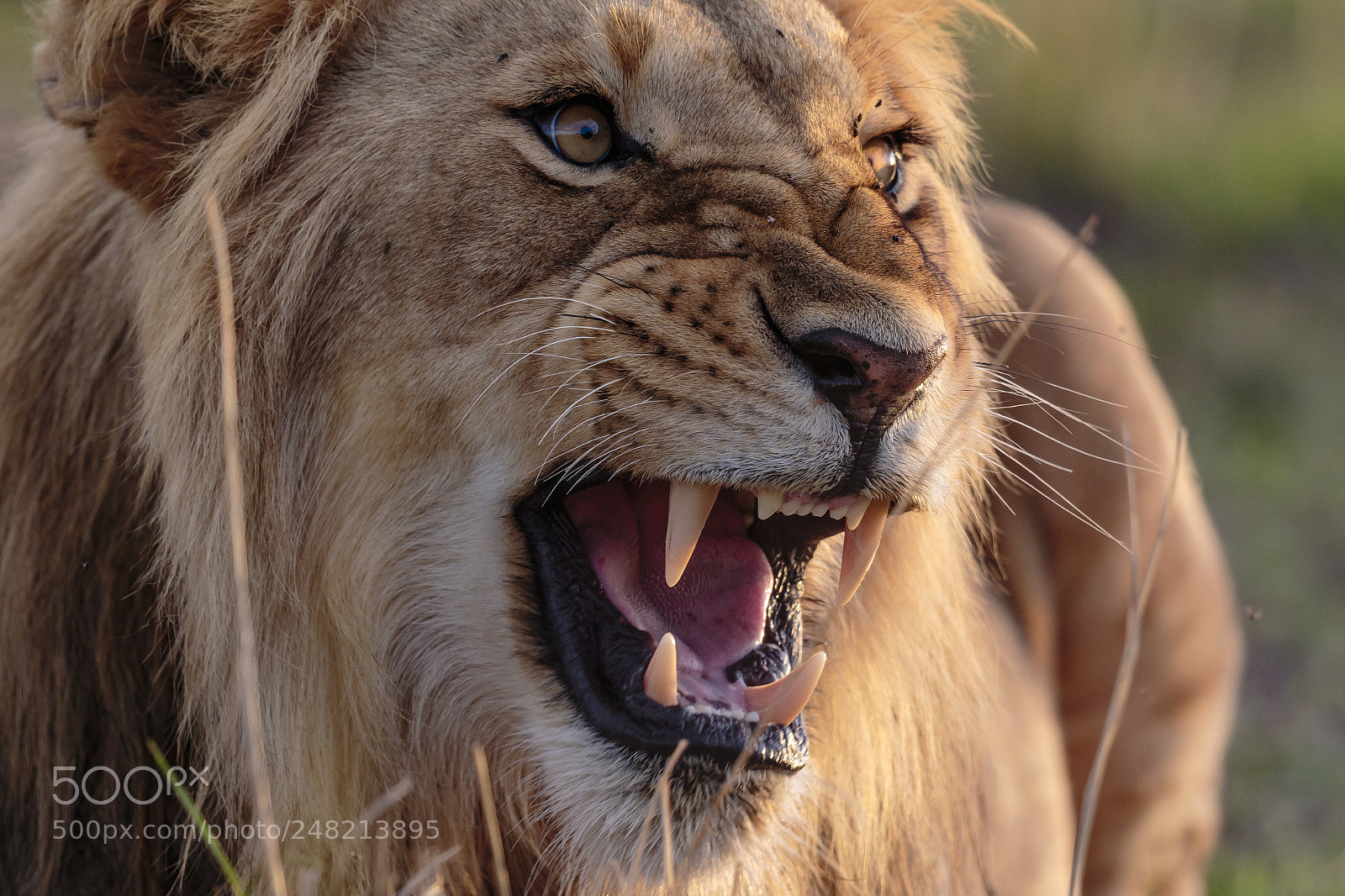 Canon EOS 7D Mark II sample photo. Mouth and teeth photography