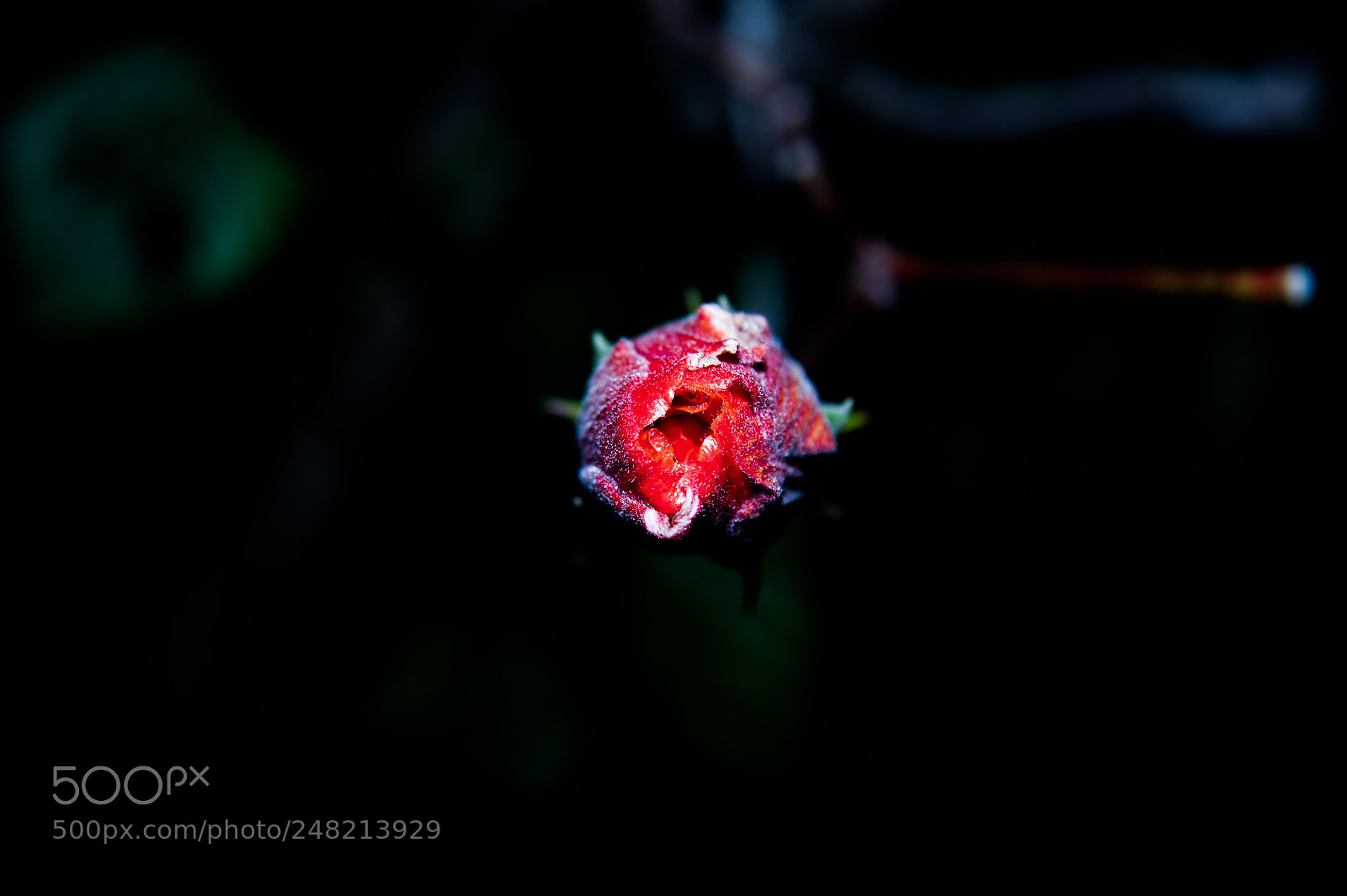 Nikon D700 sample photo. N hoa h ng photography