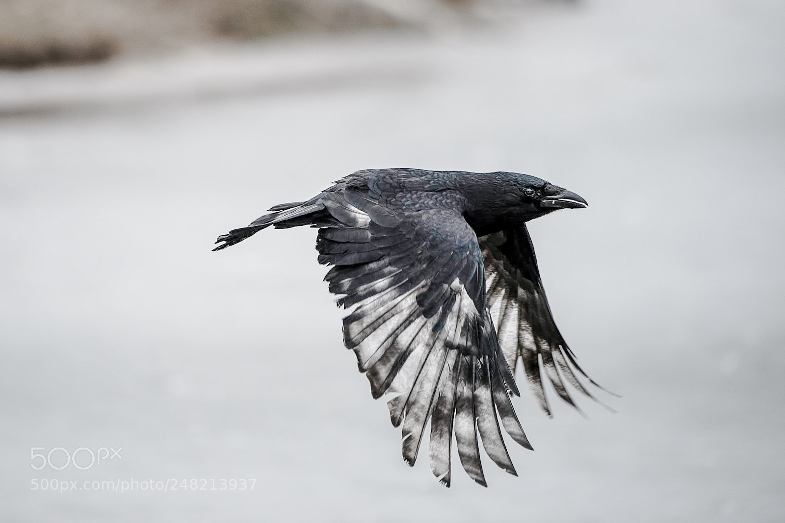Nikon D810 sample photo. Crow in flight photography