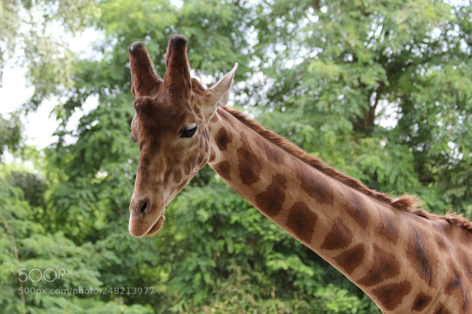 Canon EOS 60D sample photo. Girafe photography