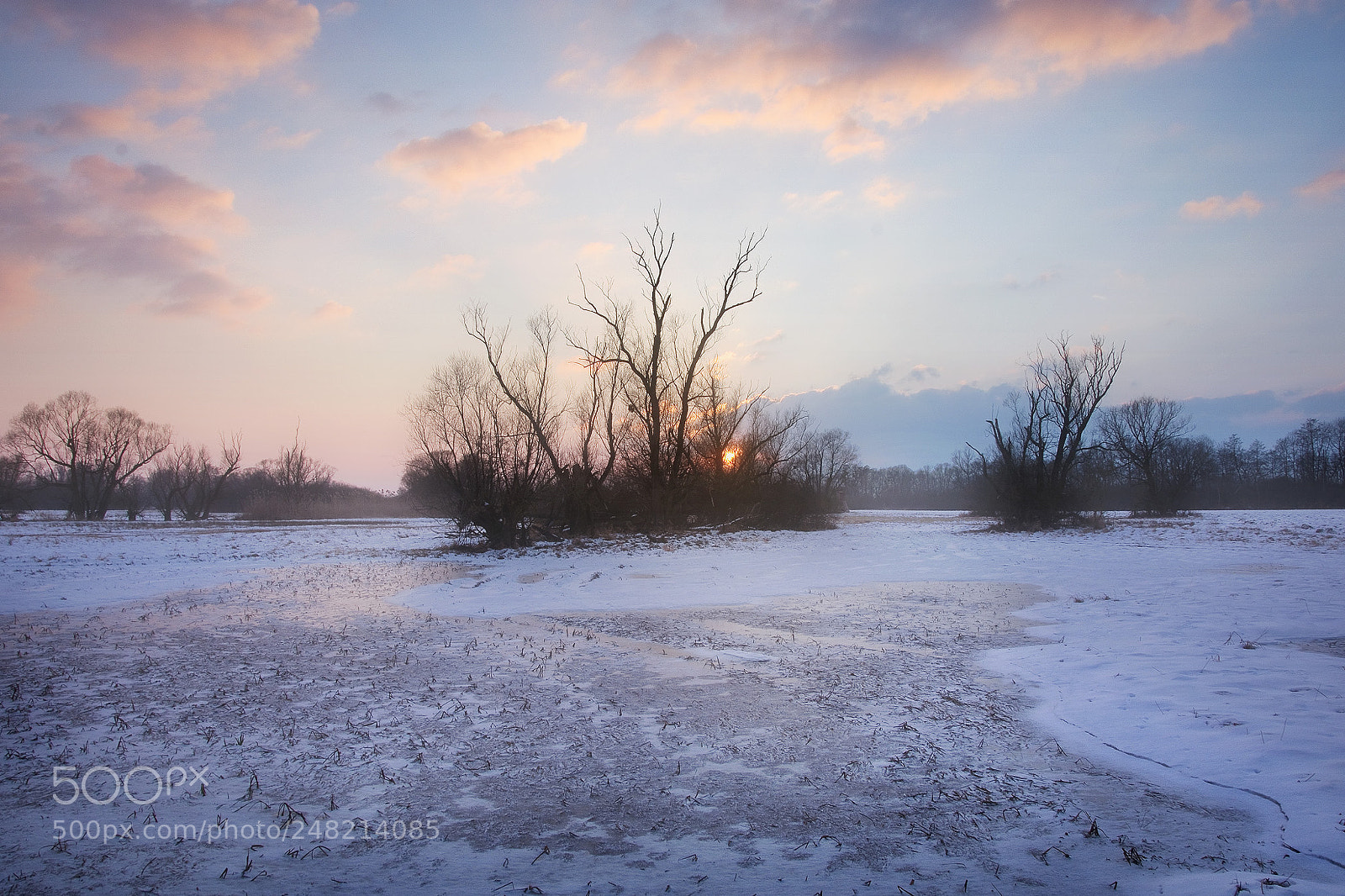 Nikon D3400 sample photo. Frozen swamps photography